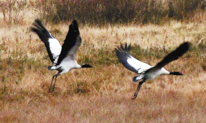 080Y6L3HJT录+チ⑿α__Ζ_ 080Y6L3HJT录+チ⑿α__Ζ_