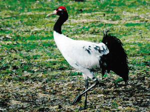 VKBP080LPQ录+チ⑿α__Ζ挝--_ VKBP080LPQ录+チ⑿α__Ζ挝--_